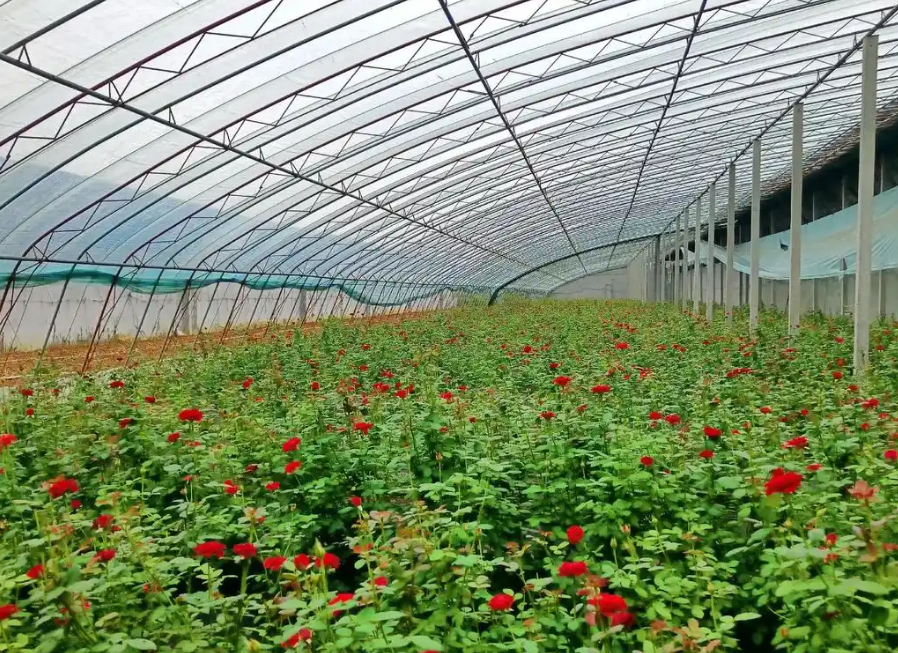 玫瑰花植株修剪一定要记住这两点！